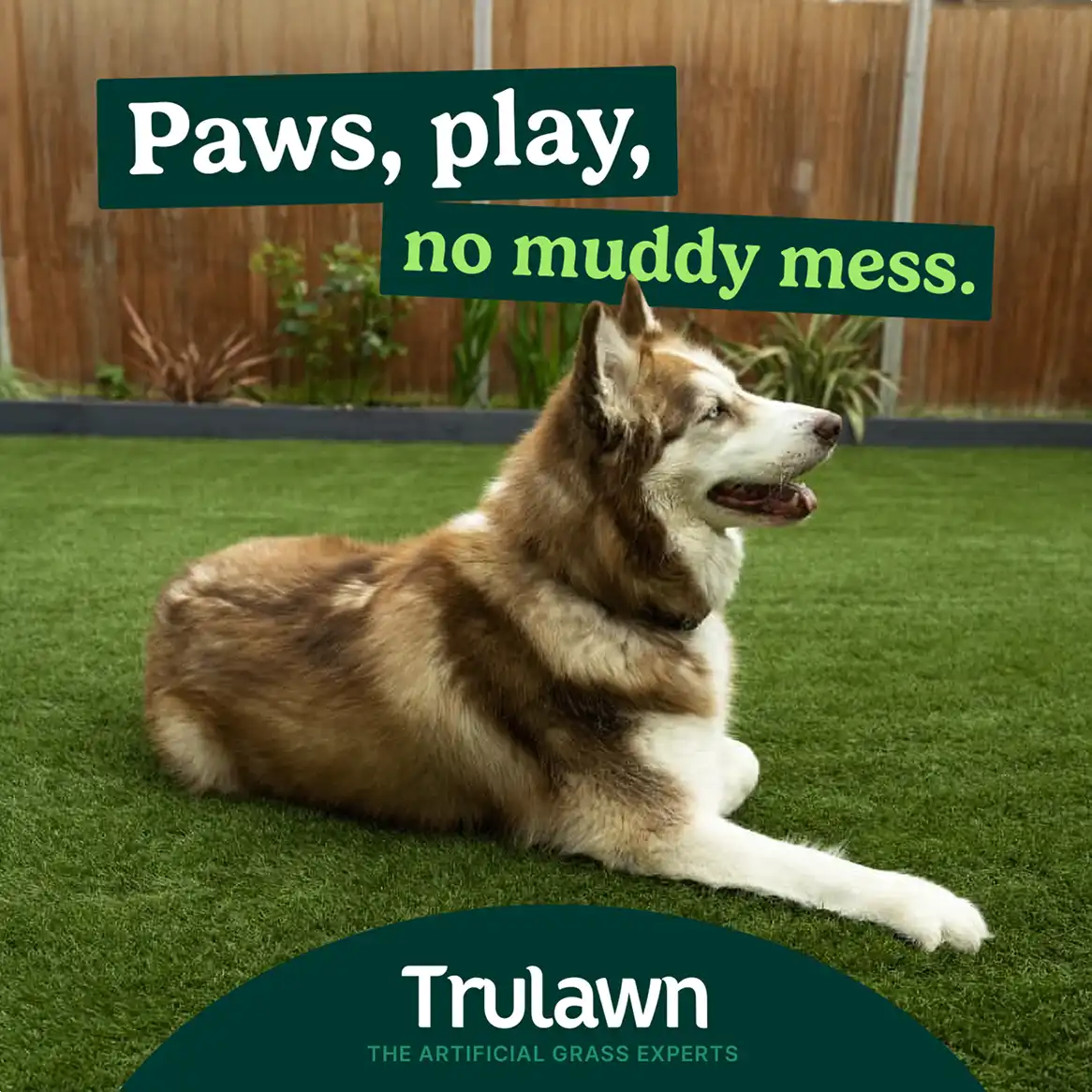 A Trulawn social media advert featuring a dog lying on grass